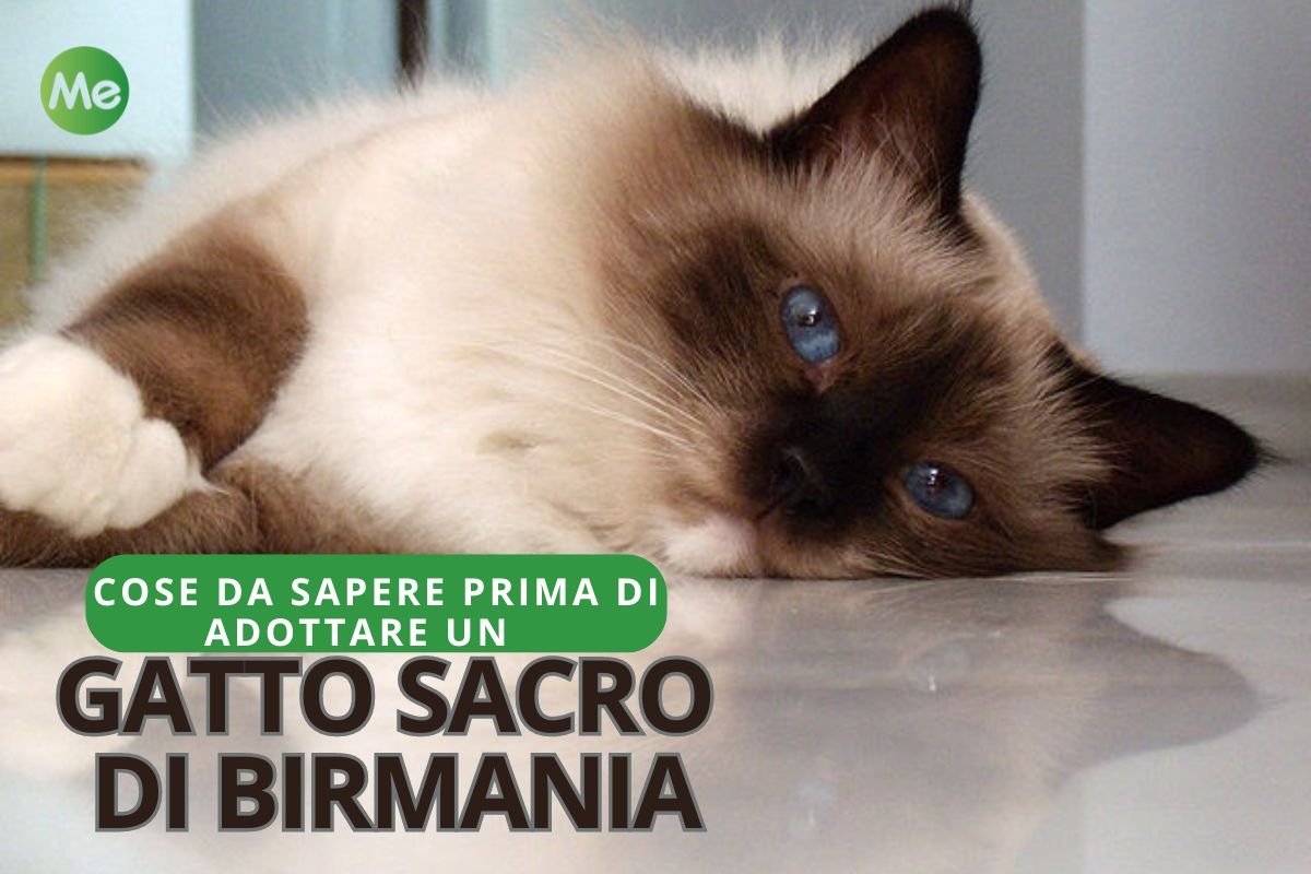 Chat sacré birman : tout ce qu'il faut savoir avant d'en adopter un