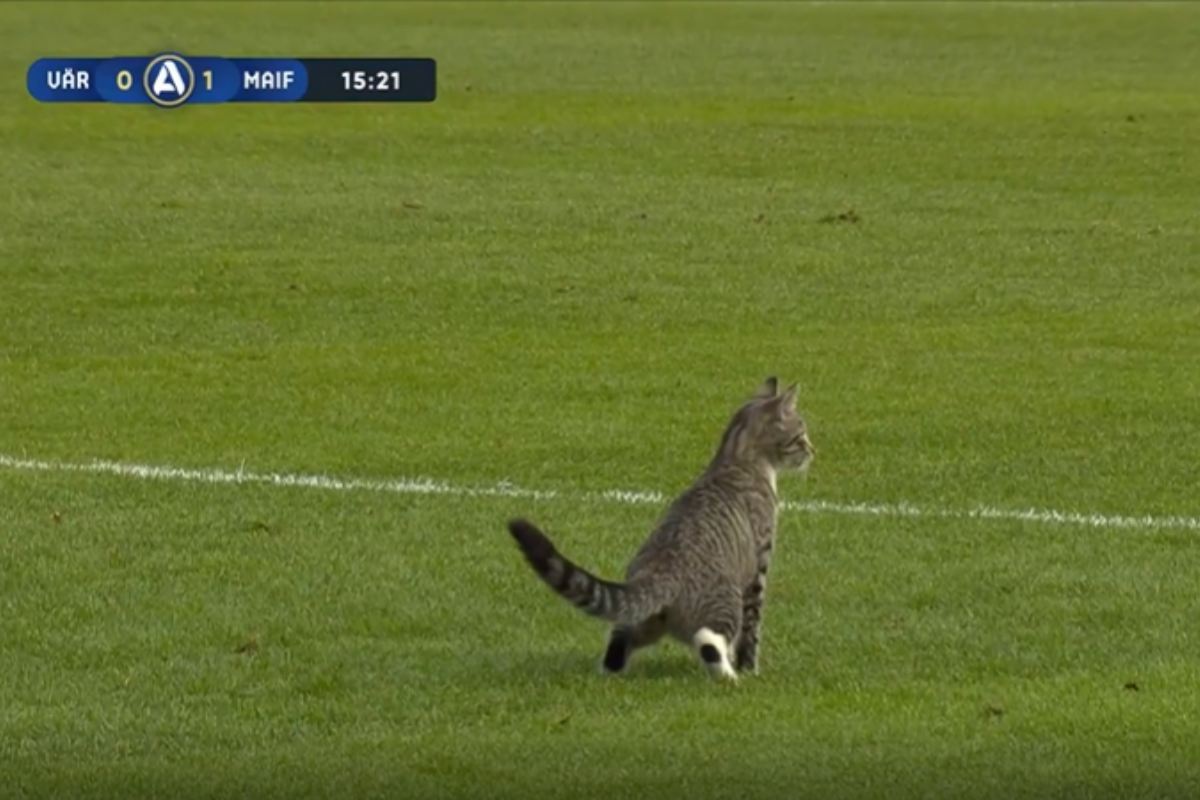 Gatto partita di calcio
