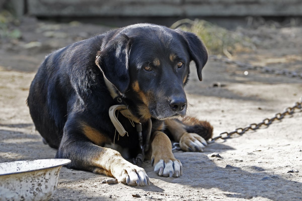 cane legato alla catena