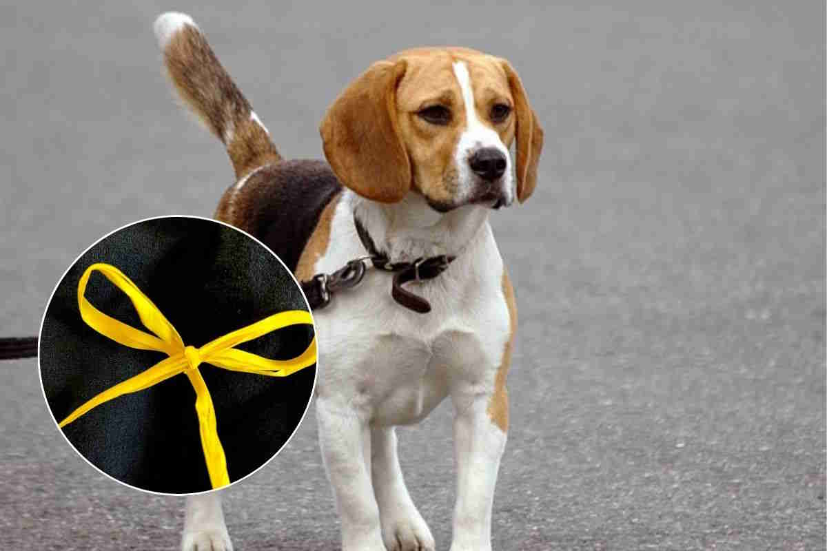 fiocco giallo cane