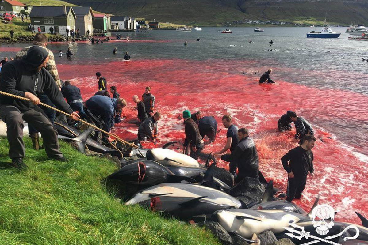 mattanza globicefali faroe