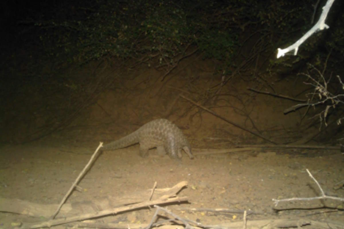 Incroyable : un pangolin géant repéré au Sénégal, ce qui n'était pas arrivé depuis 24 ans
