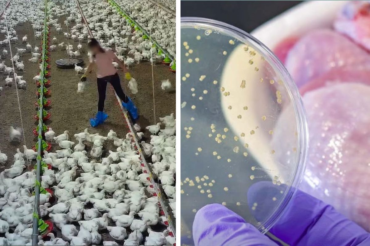 carne pollo lidl antiobiotico resistenza