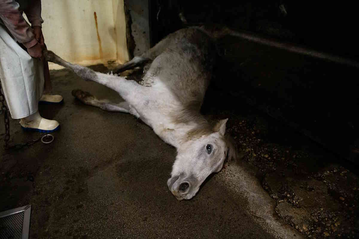 Je vous montre l'agonie infinie des chevaux abattus en Espagne pour finir aussi dans nos assiettes (IMAGES FORTES)
