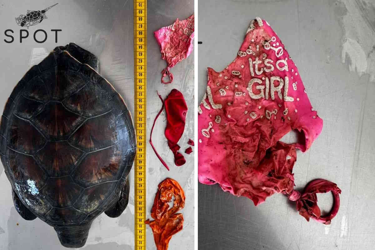 tartaruga palloncini