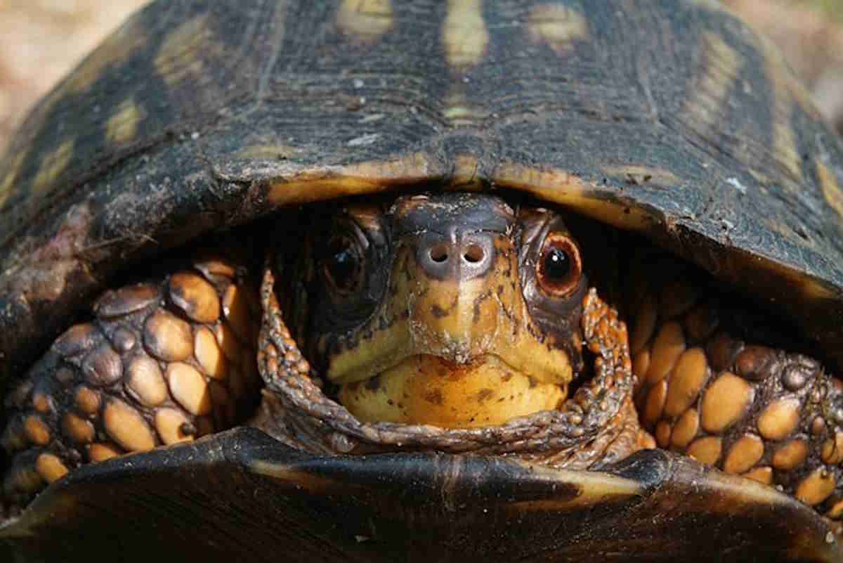 L'un des plus grands contrebandiers d'Asie arrêté (voici comment il a exporté illégalement des milliers de tortues)