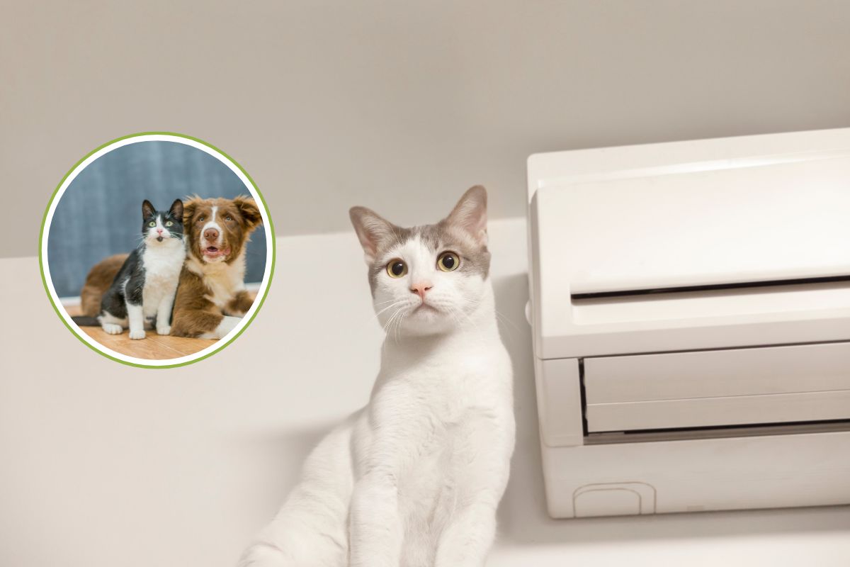 condizionatori cani e gatti