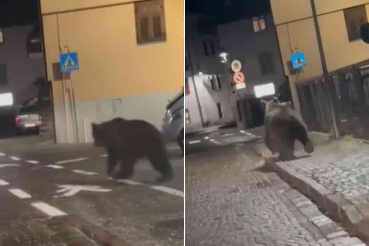orso Malé