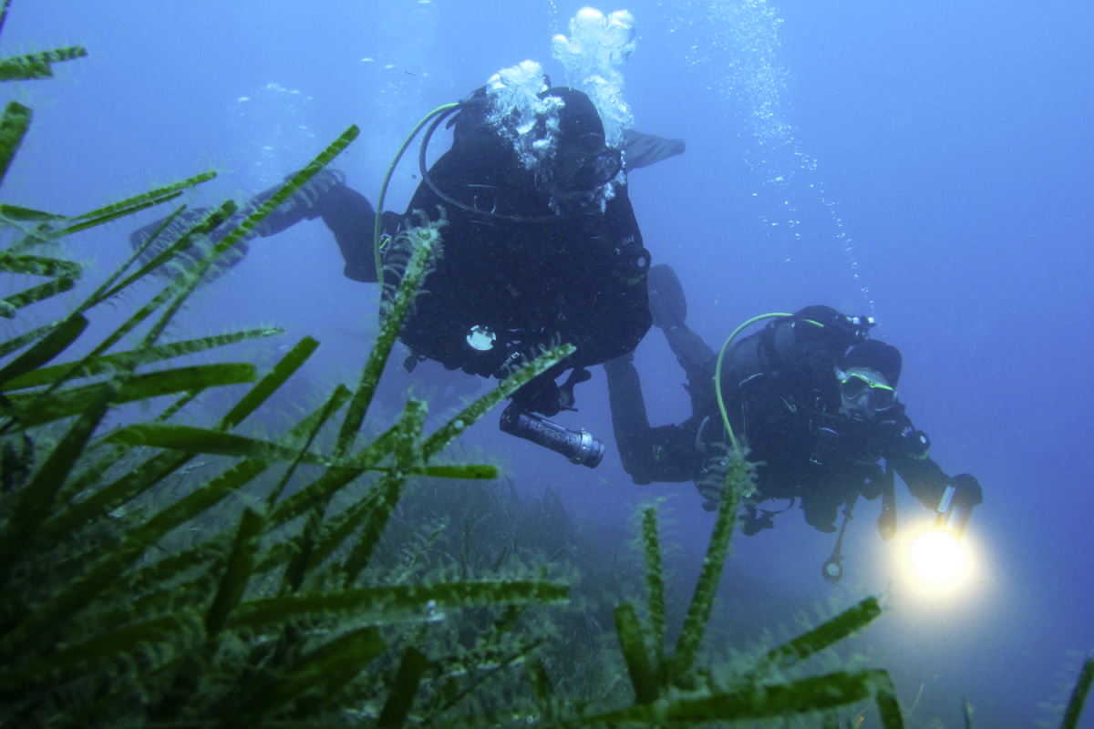 Sauvons la Forêt Bleue : avec Coop, vous pouvez protéger les précieuses prairies de posidonies, alliées de la Méditerranée