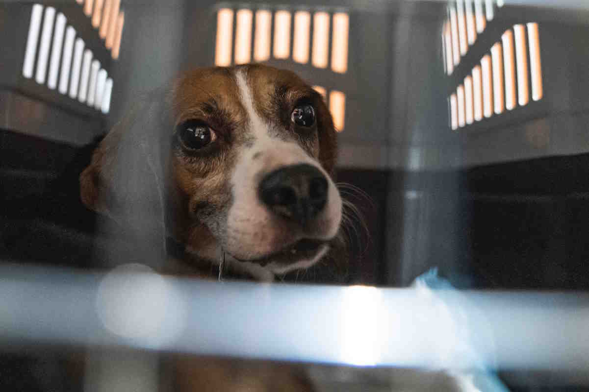 beagle sequestro verona