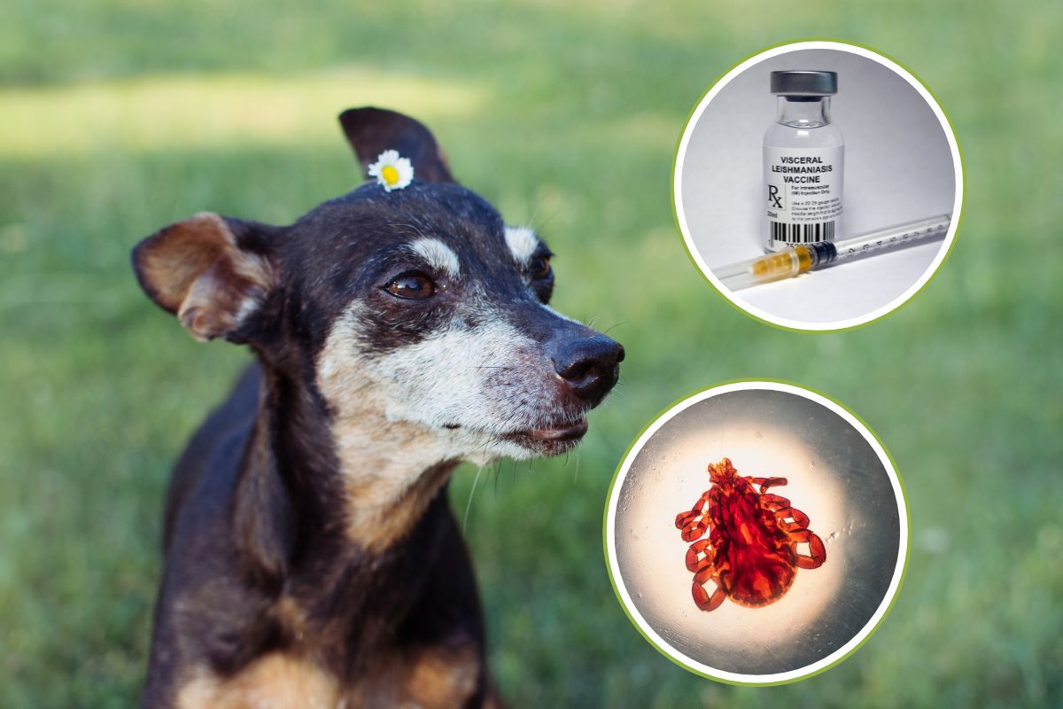 vaccino leishmaniosi