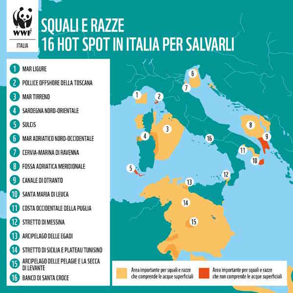 Requins de Méditerranée