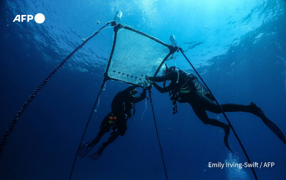 La première pépinière de coraux flottants en Méditerranée : « c'est comme ça qu'on les protège du blanchissement et du tourisme de masse »