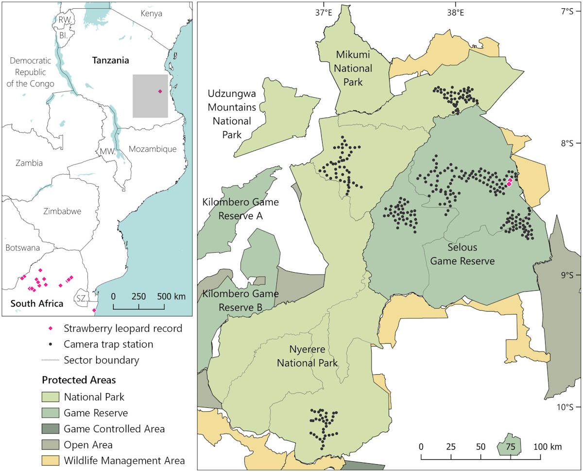 Léopard aux fraises de Tanzanie