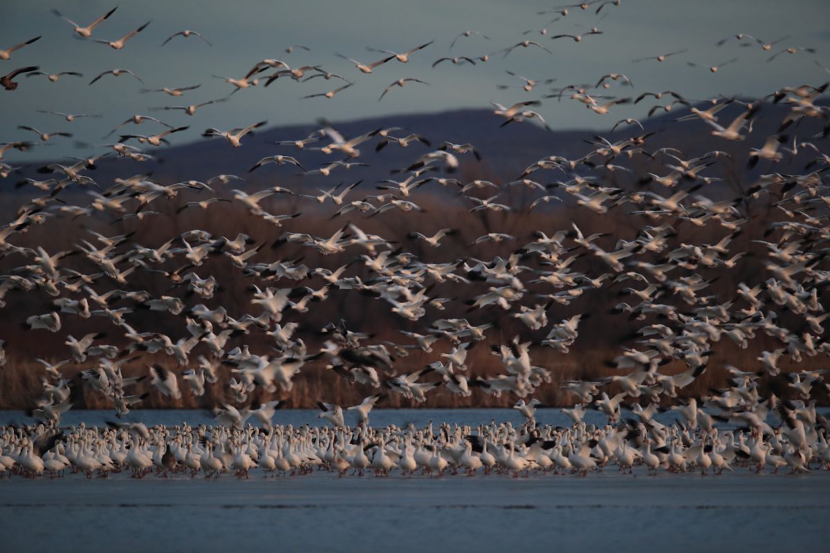 refuge pour oiseaux