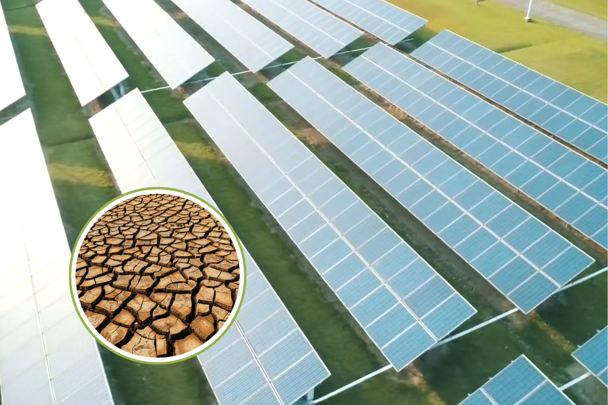 Agrivoltaïque : les agriculteurs utilisent des panneaux solaires pour protéger les cultures (et conserver l'eau)