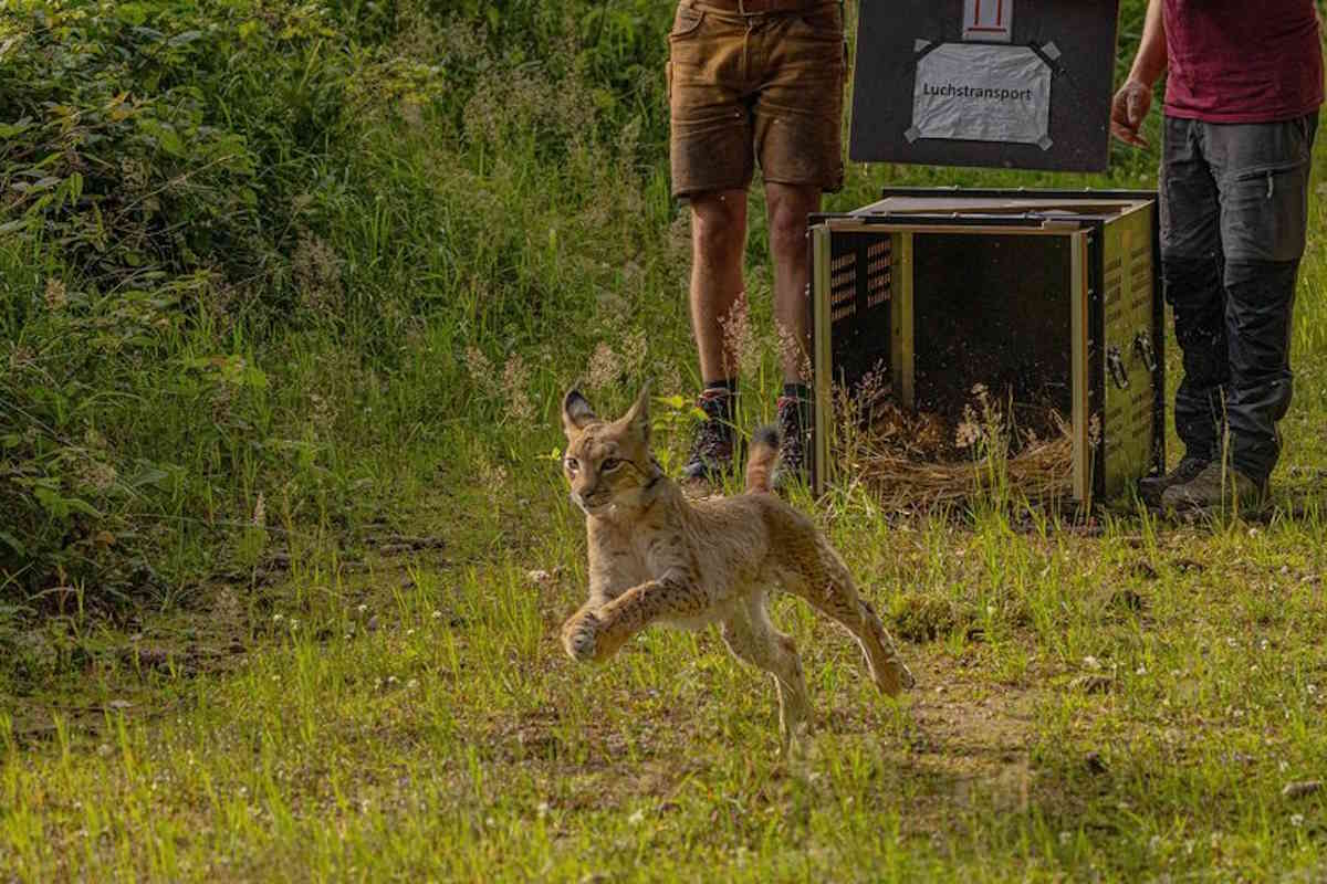 lince liberata Sassonia