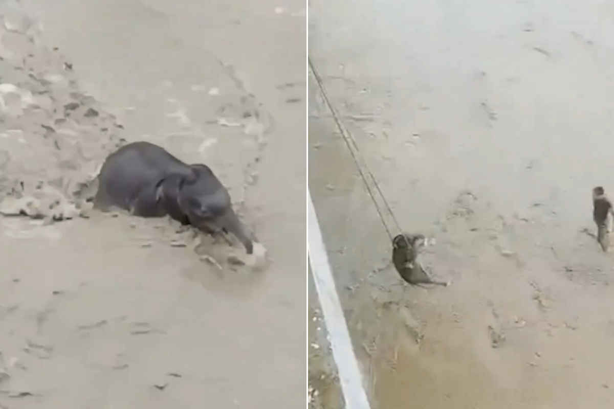 Salvataggio elefante
