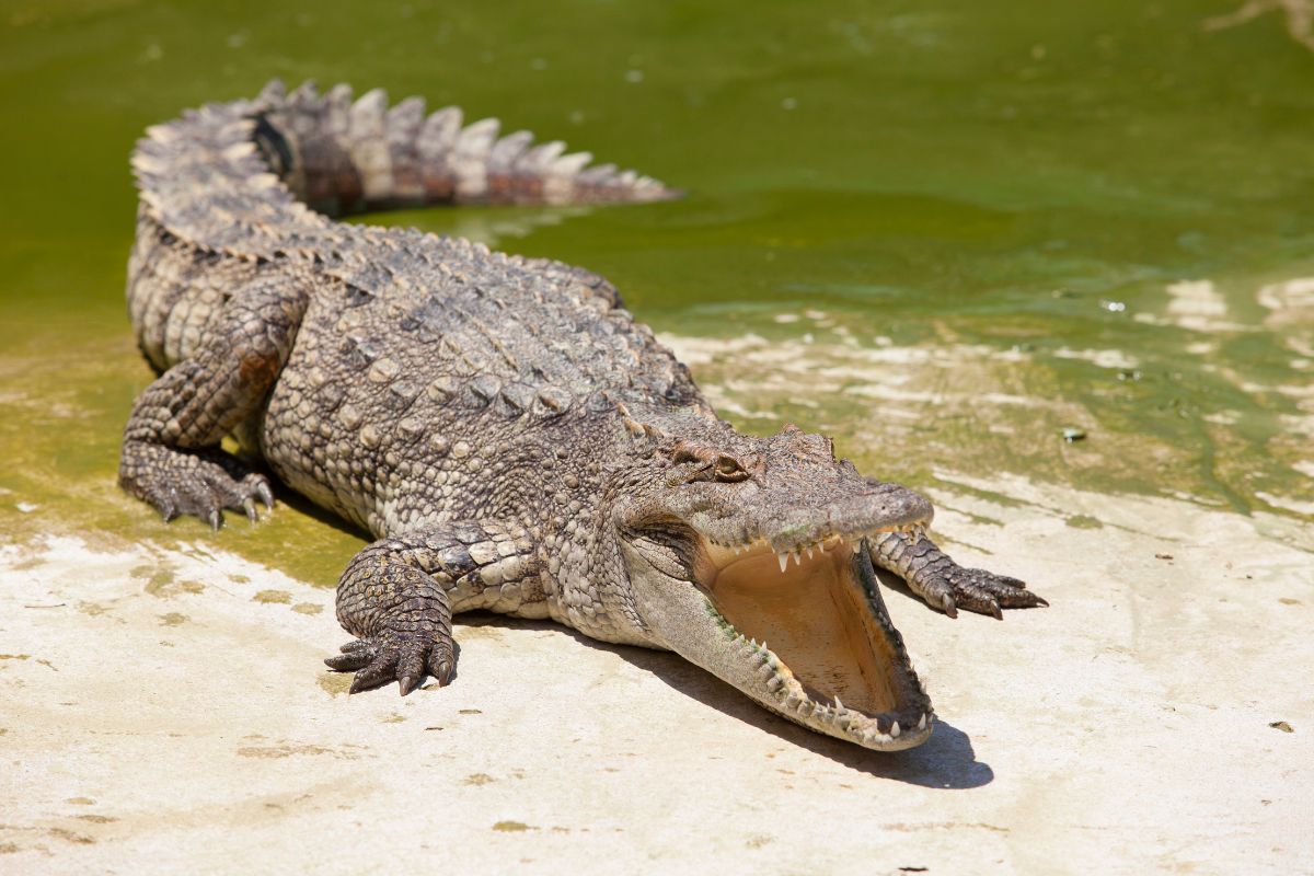 coccodrillo antichi egizi ultimo pasto