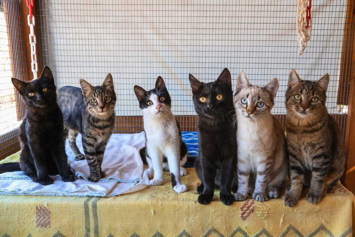 gatti grecia (1)