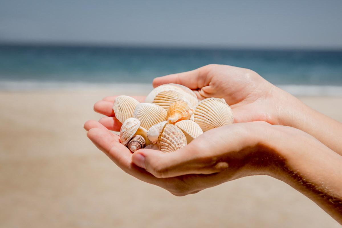 conchiglie in spiaggia