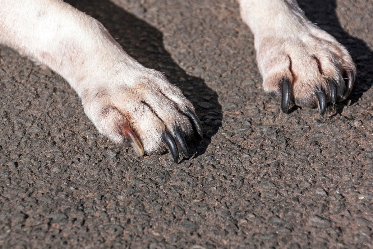 cane trascinato