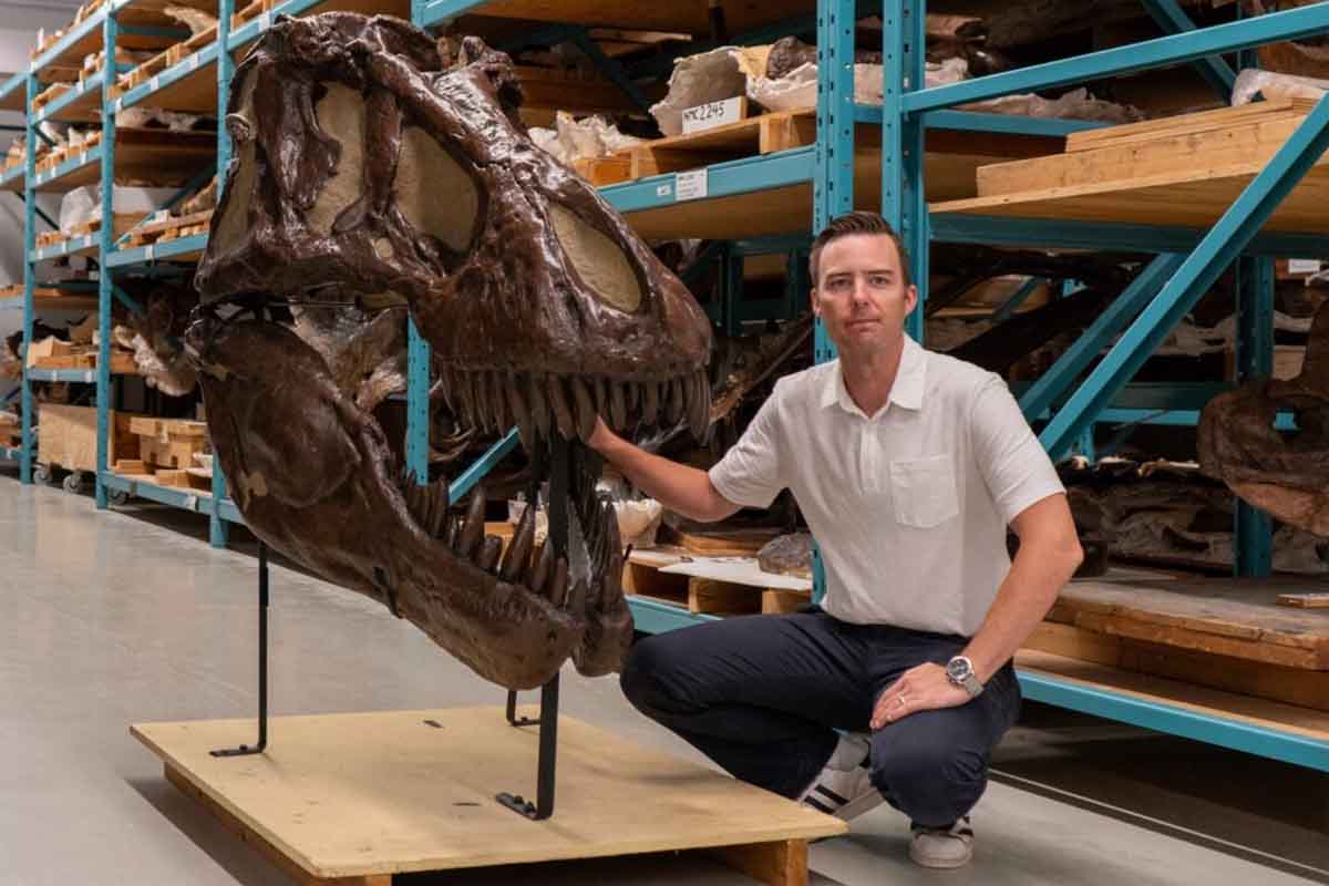 Teschio di T.rex