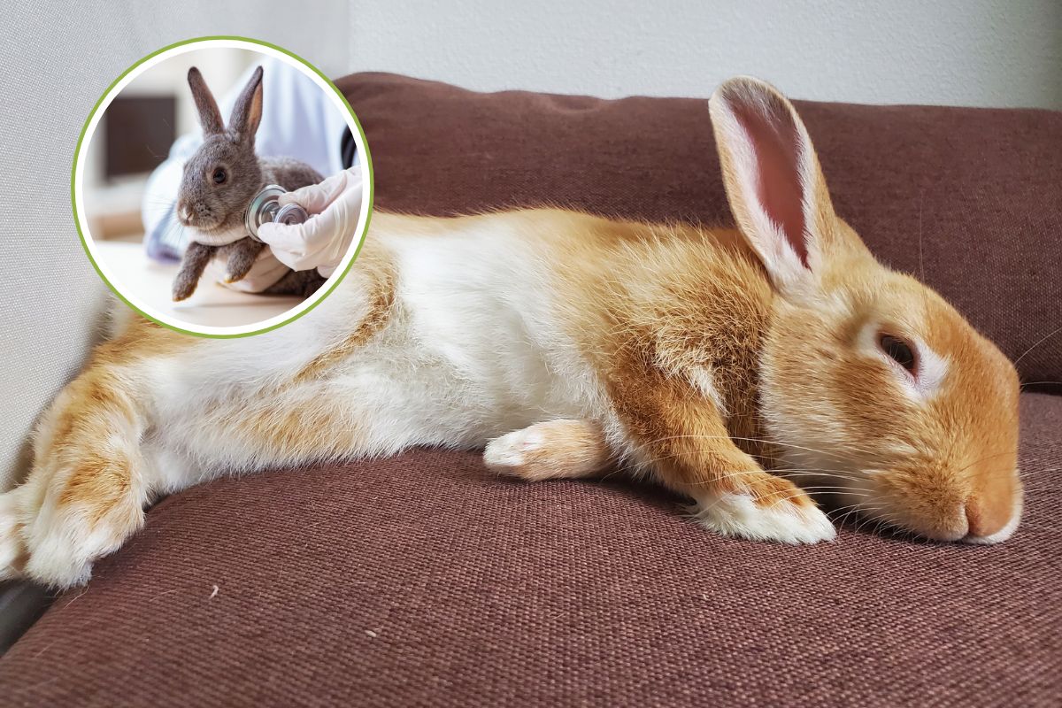 colpo di calore coniglio