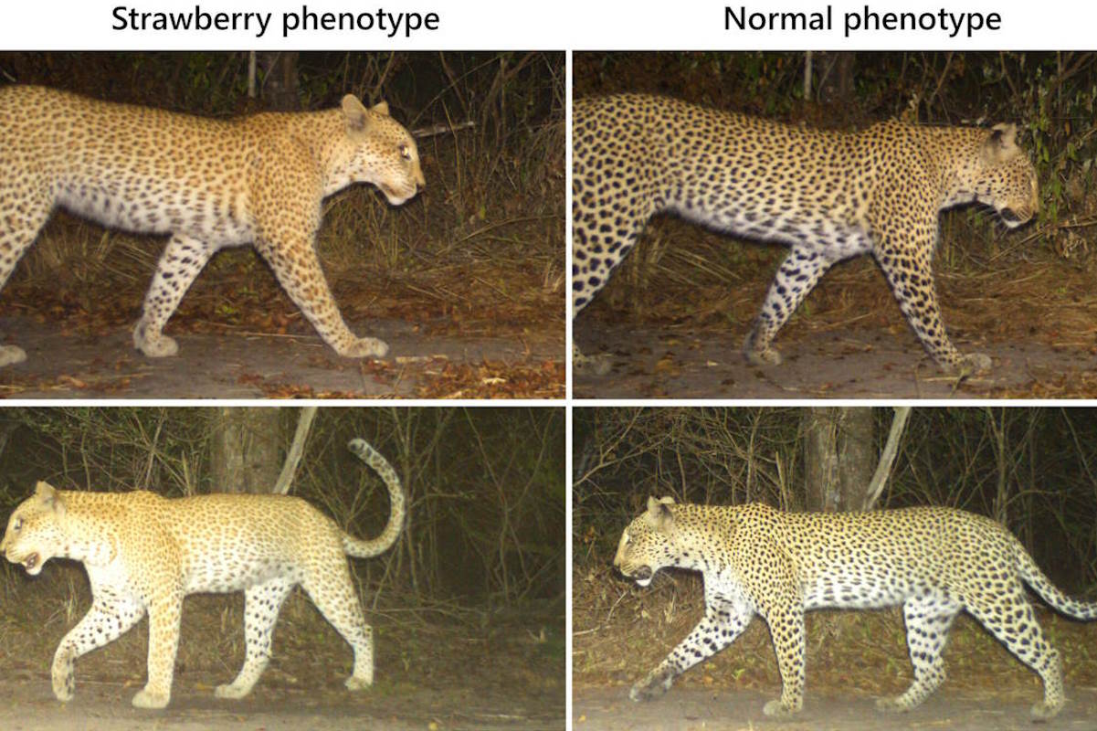 leopardo fragola tanzania