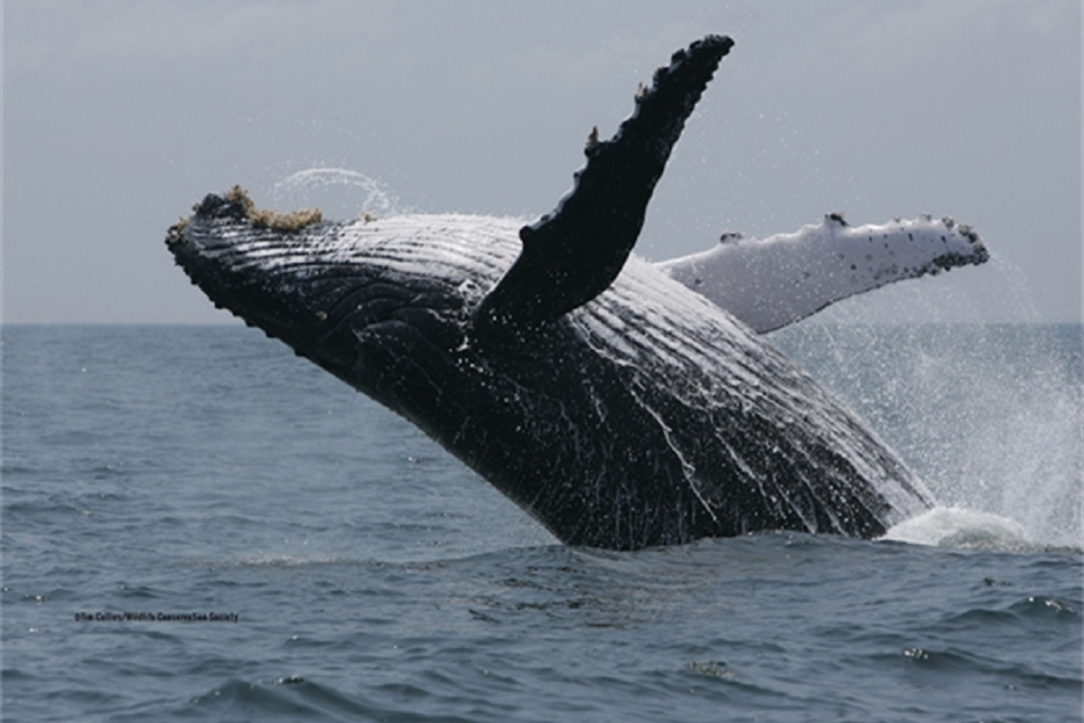 Les baleines à bosse étaient plus heureuses pendant la pandémie (quand on ne les dérangeait pas)