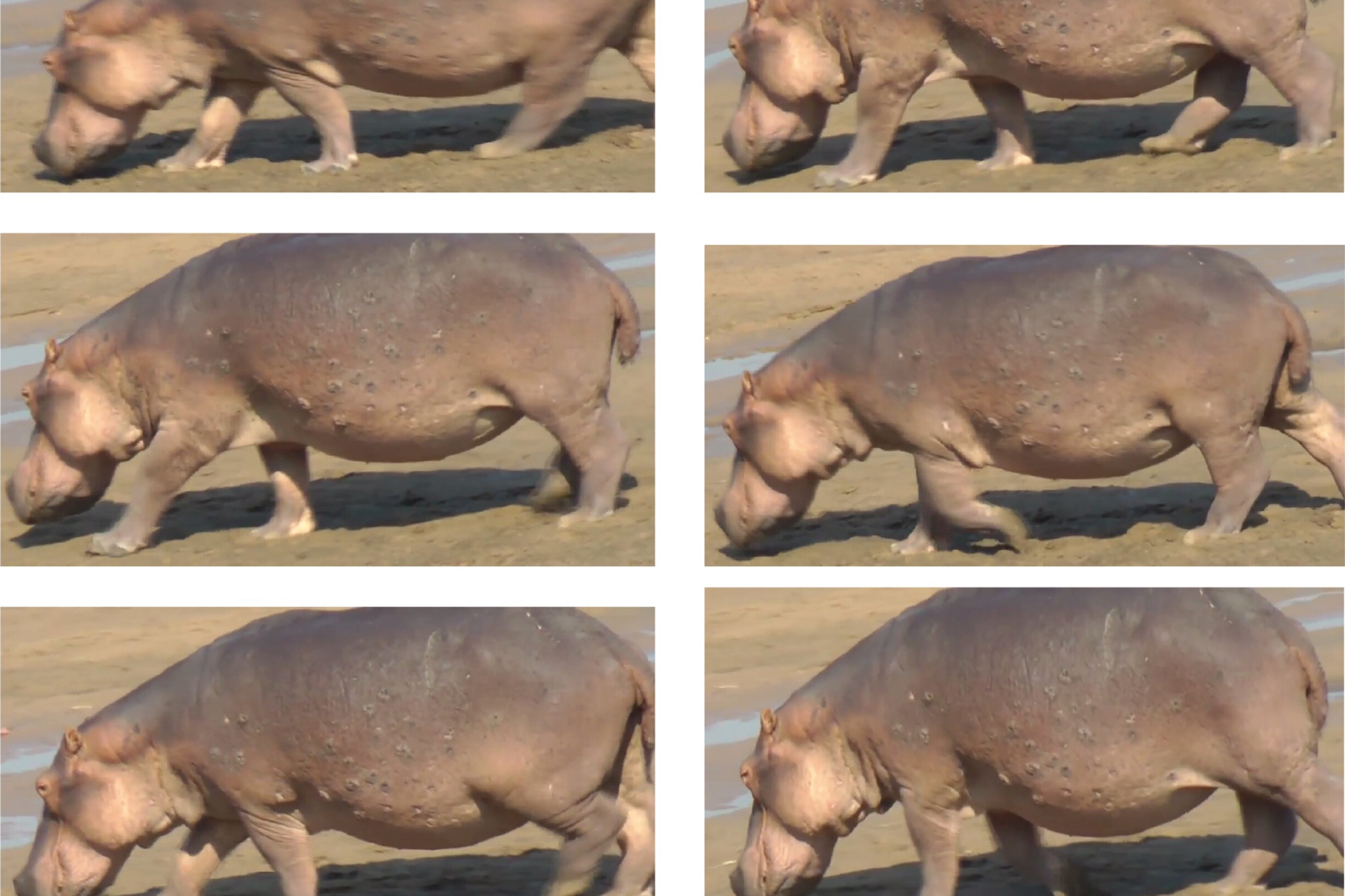 Les hippopotames volent vraiment, il y a une vidéo pour le prouver