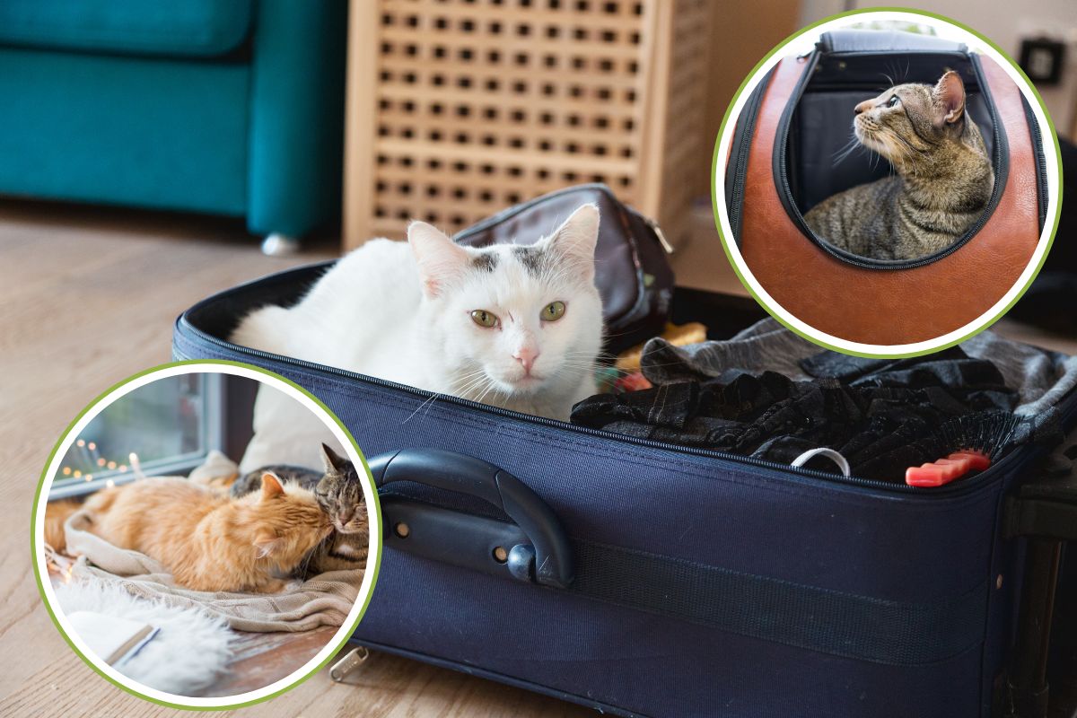 gatto vacanza