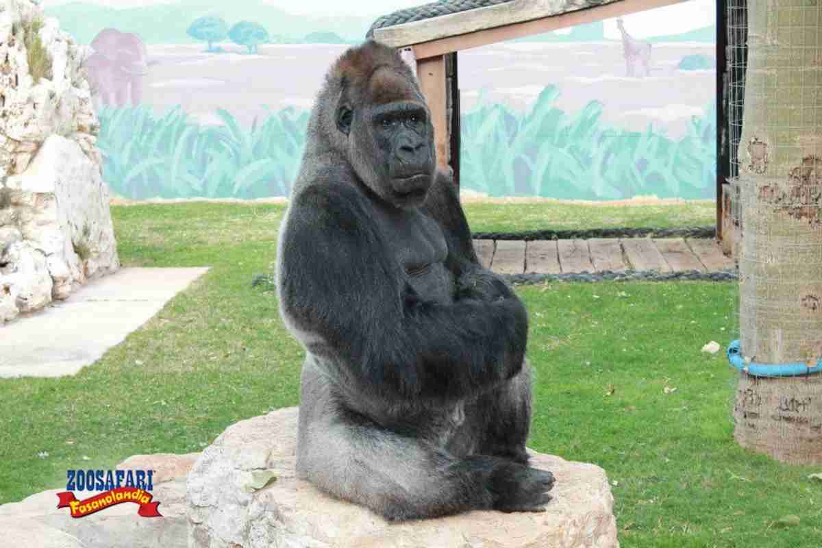 Riù gorilla