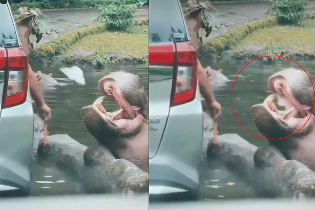 ippopotamo zoo