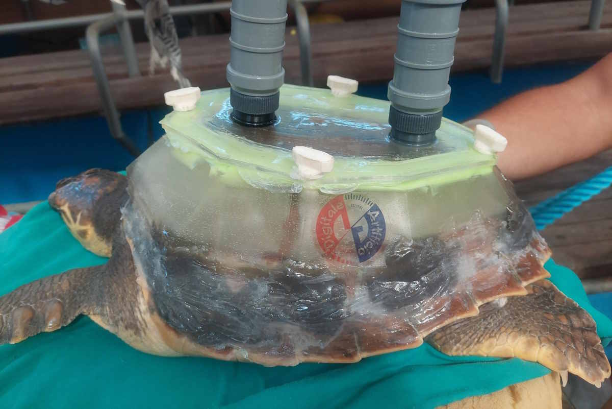 Une tortue à la carapace endommagée reçoit une carapace reconstruite en 3D (et retournera bientôt à la mer)