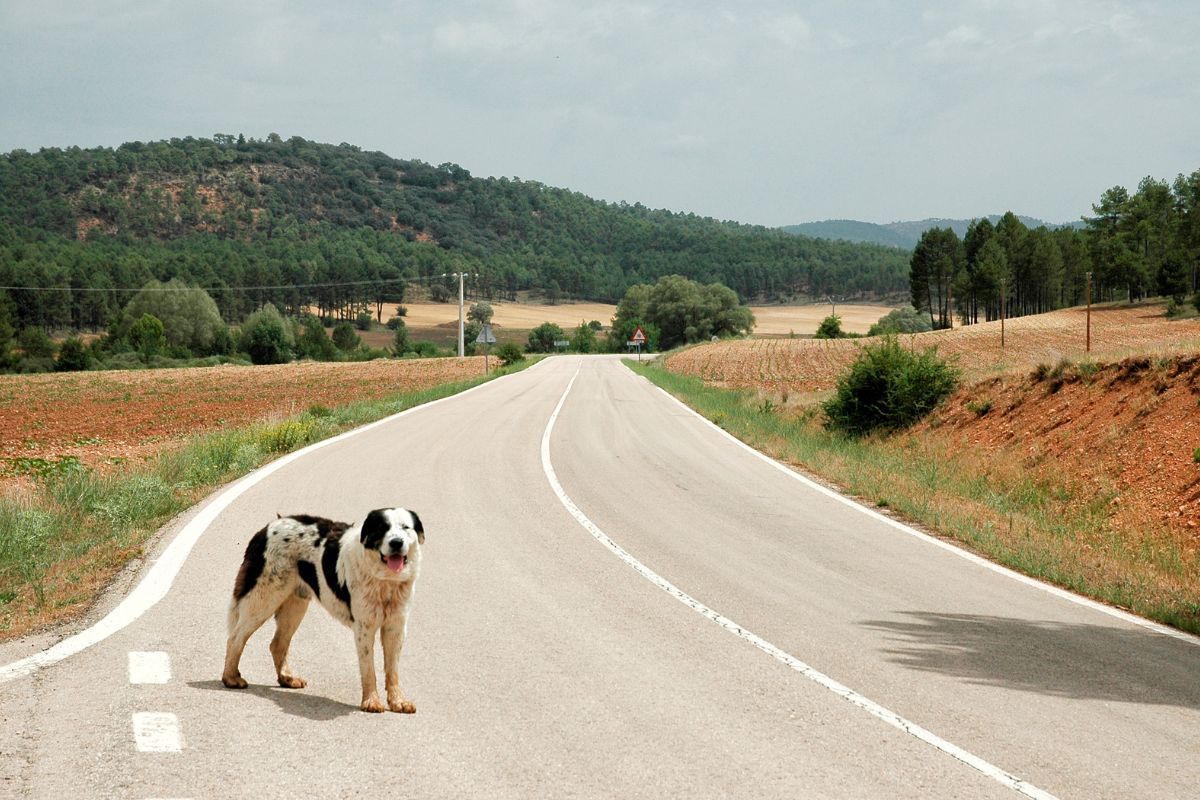 senontiportononparto