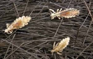 les poux, qu'est-ce que c'est