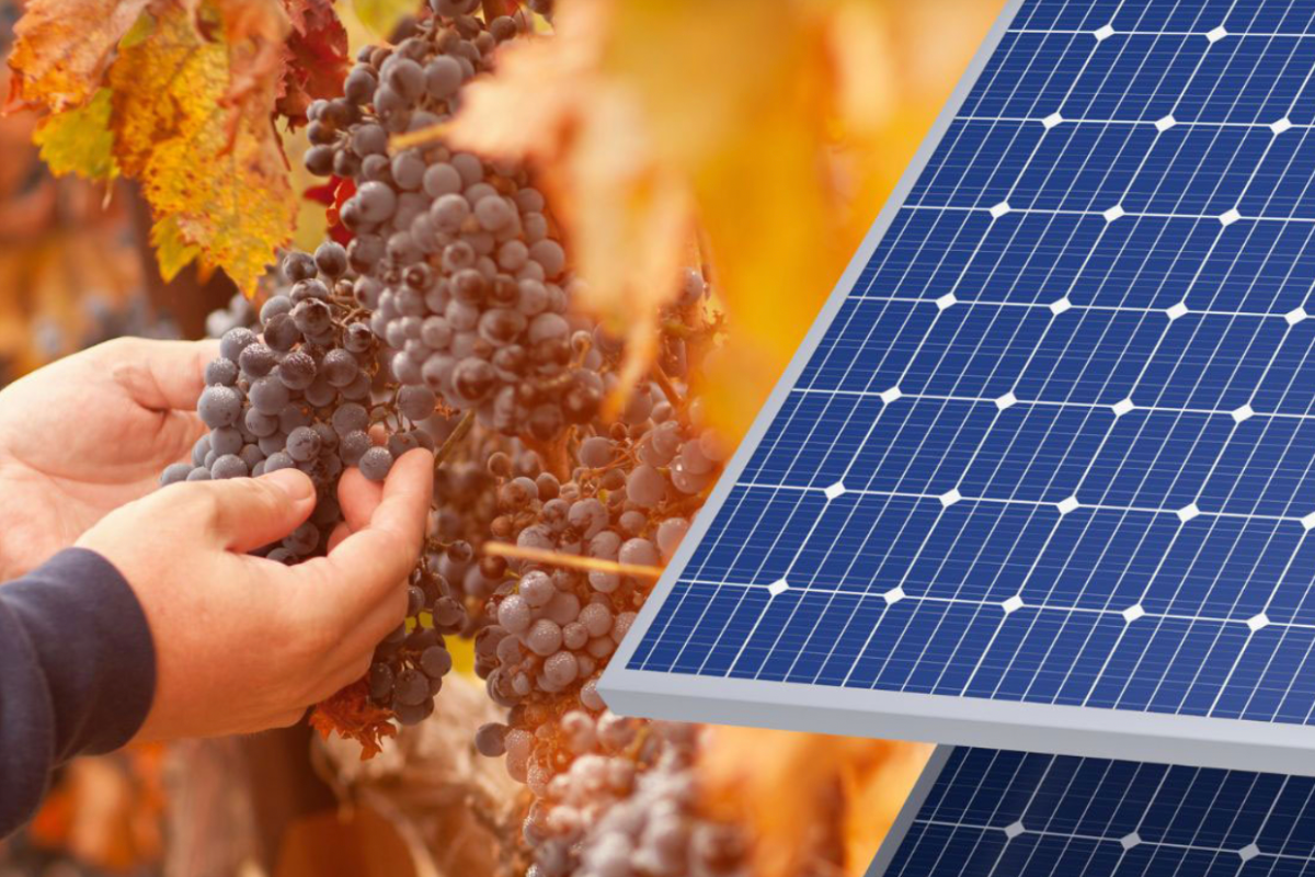 Agrivoltaïque : un meilleur vin et 27 millions de mètres cubes d'eau économisés grâce à l'intégration du photovoltaïque dans les vignobles de Murcie