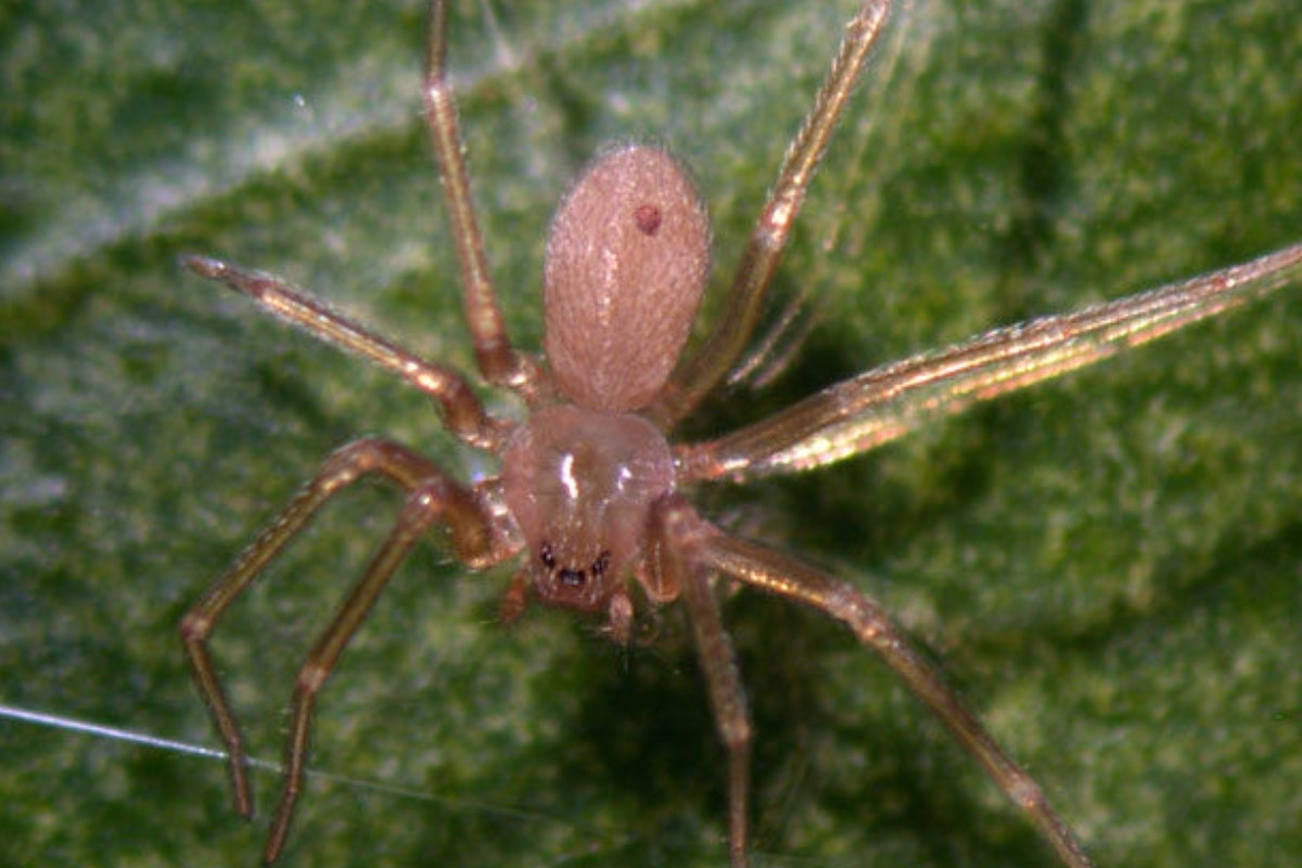 Araignée violon : les risques de venin et de morsure, comment elle est fabriquée, où elle vit en Italie