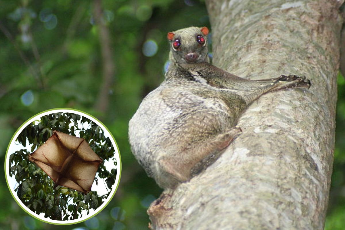 colugo
