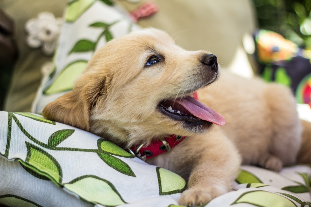 golden retriever malattie