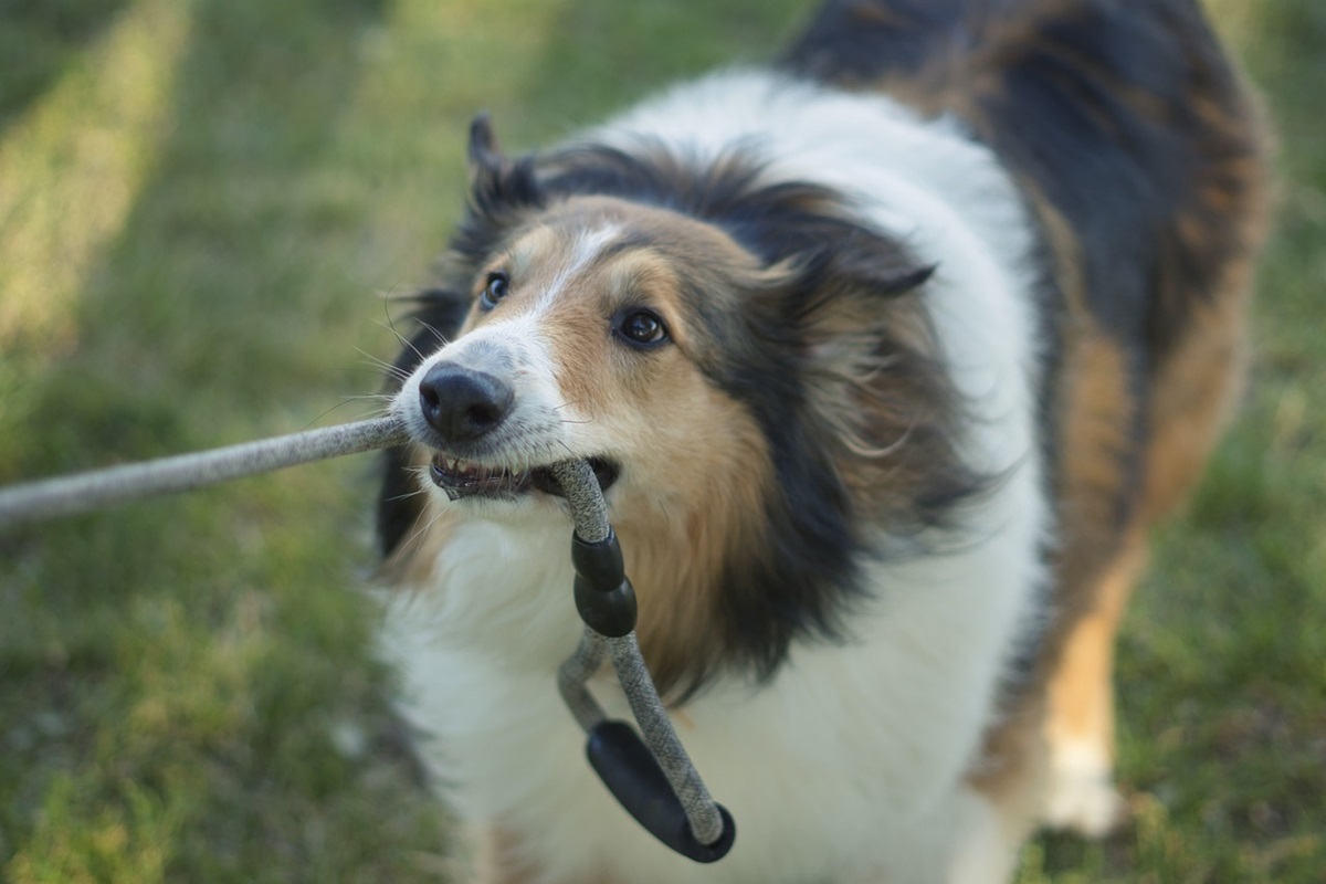 babesiosi cane