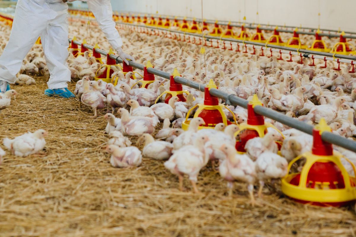 allevamento polli aviaria