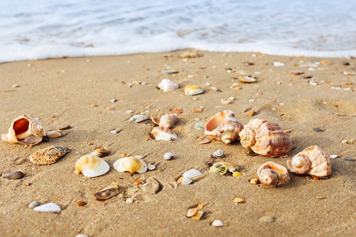 sequestro sabbia e conchiglie sardegna