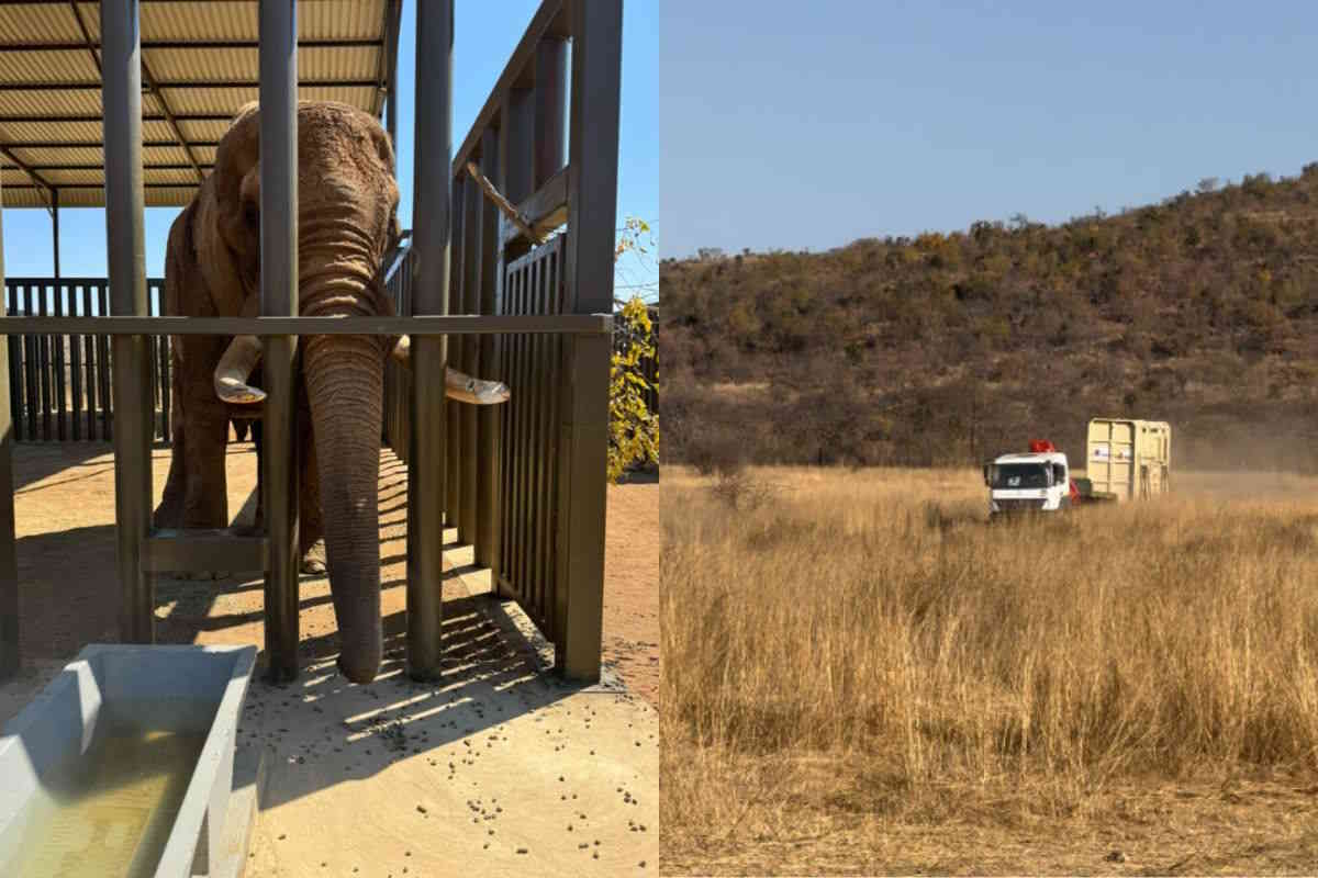 Enfin gratuit ! Le dernier éléphant du zoo d'Afrique du Sud fait ses premiers pas dans la réserve (après 40 ans de captivité)