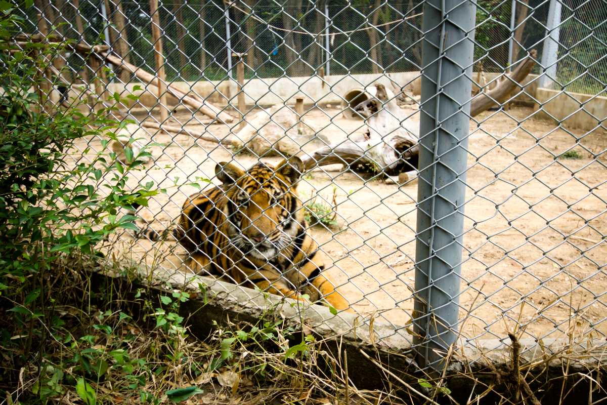 tigre zoo
