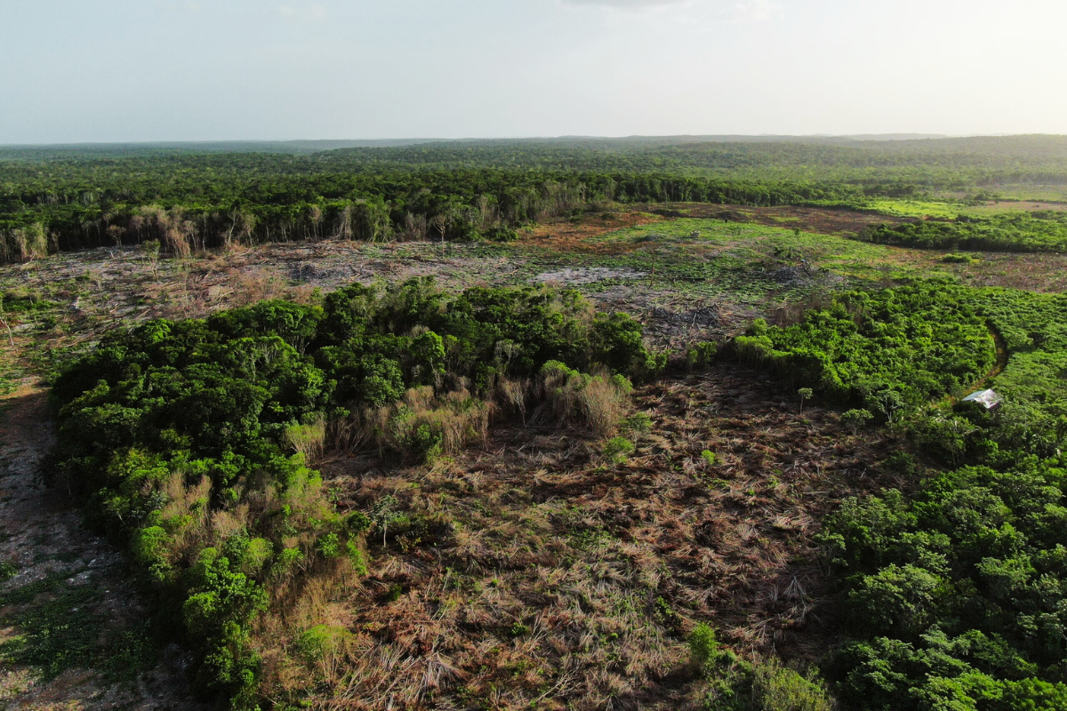 La forêt maya du Yucatan disparaît : la déforestation anéantit 285 000 hectares en 4 ans (dont 5 000 destinés au projet Mayan Train)