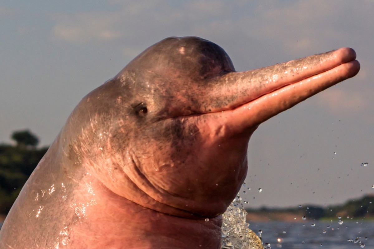 Les dauphins roses existent réellement (et nous les conduisons à l'extinction)