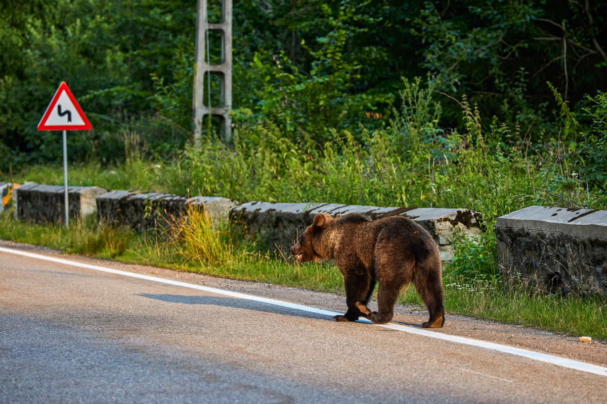 incidenti orsi