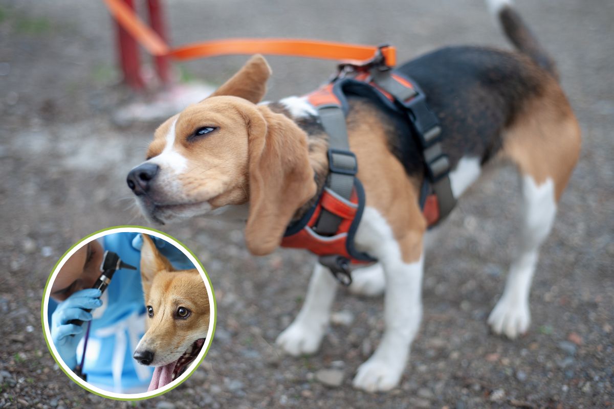 cane scuote la testa